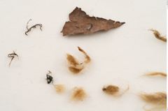 Foto von Textil (NHMW-PRAE-120969)
